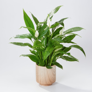 Serene Peace Lily